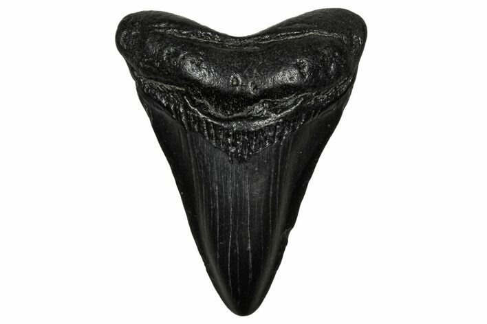 Juvenile Megalodon Tooth - South Carolina #340430